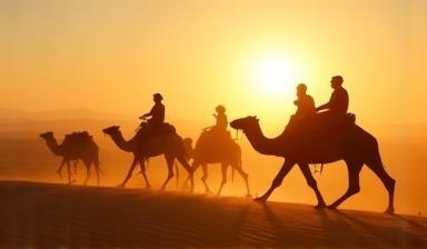 Camel trekking in the desert at sunrise